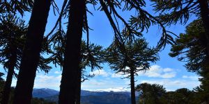 La primavera llega de a poco a Villa Pehuenia Moquehue: qué hacer cuando el invierno todavía no se fue del todo